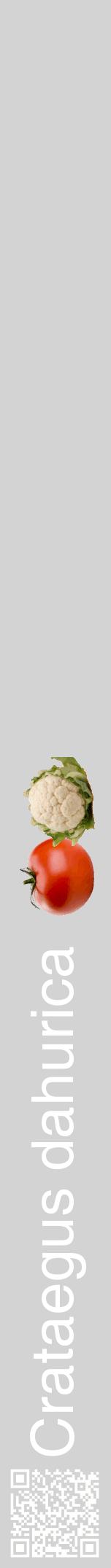 Étiquette de : Crataegus dahurica - format a - style blanche56hel avec qrcode et comestibilité simplifiée