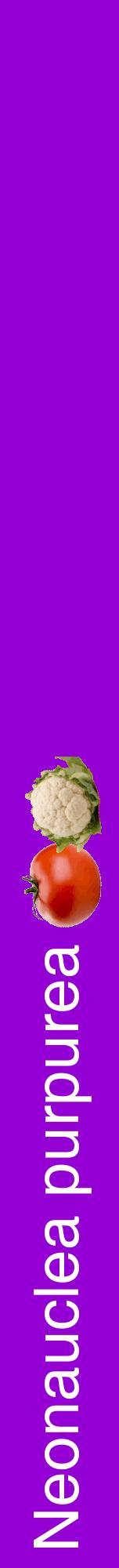 Étiquette de : Neonauclea purpurea - format a - style blanche48hel avec comestibilité simplifiée