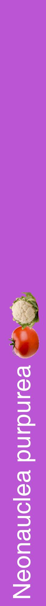 Étiquette de : Neonauclea purpurea - format a - style blanche50hel avec comestibilité simplifiée