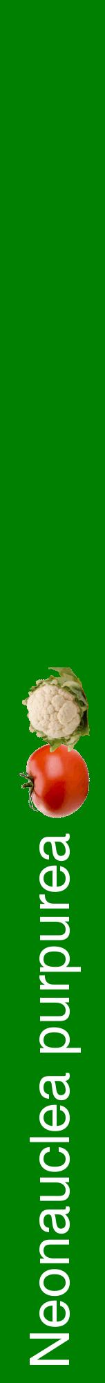 Étiquette de : Neonauclea purpurea - format a - style blanche9hel avec comestibilité simplifiée