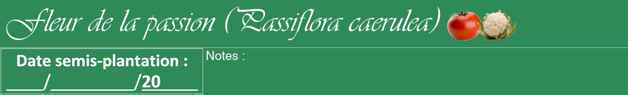 Étiquette de : Passiflora caerulea - format a - style blanche11viv avec comestibilité simplifiée
