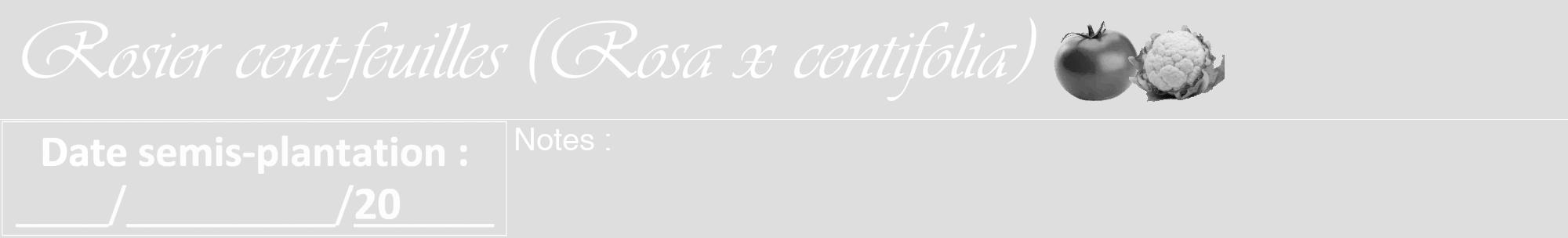 Étiquette de : Rosa x centifolia - format a - style blanche20viv avec comestibilité simplifiée