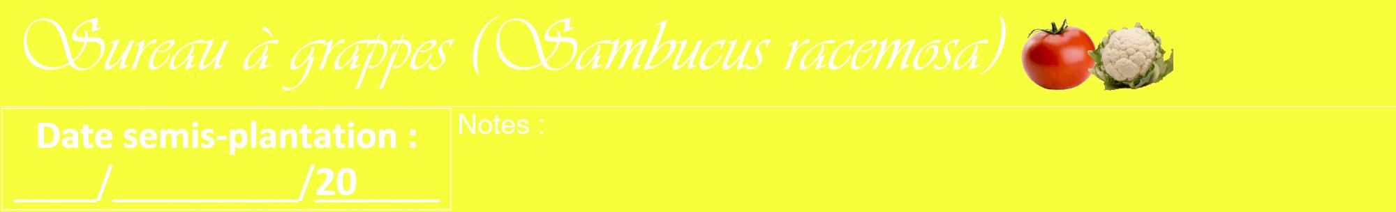 Étiquette de : Sambucus racemosa - format a - style blanche18viv avec comestibilité simplifiée