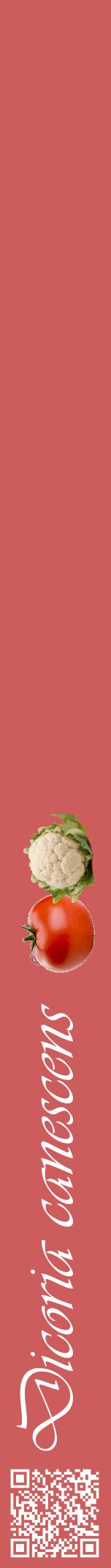 Étiquette de : Dicoria canescens - format a - style blanche35viv avec qrcode et comestibilité simplifiée
