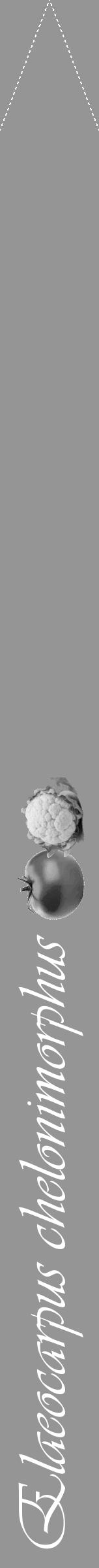 Étiquette de : Elaeocarpus chelonimorphus - format b - style blanche16viv avec comestibilité simplifiée - position verticale
