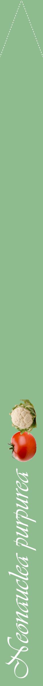 Étiquette de : Neonauclea purpurea - format b - style blanche13viv avec comestibilité simplifiée