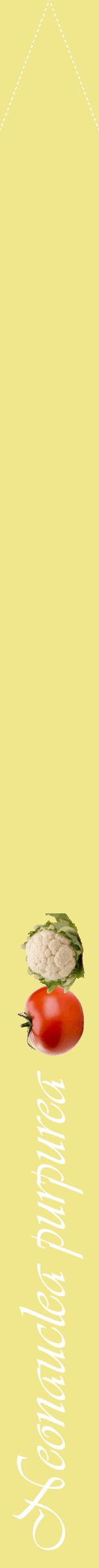 Étiquette de : Neonauclea purpurea - format b - style blanche20viv avec comestibilité simplifiée