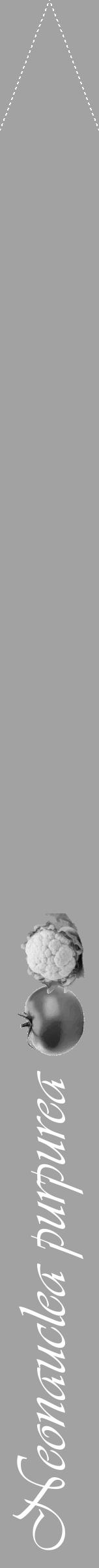 Étiquette de : Neonauclea purpurea - format b - style blanche38viv avec comestibilité simplifiée - position verticale