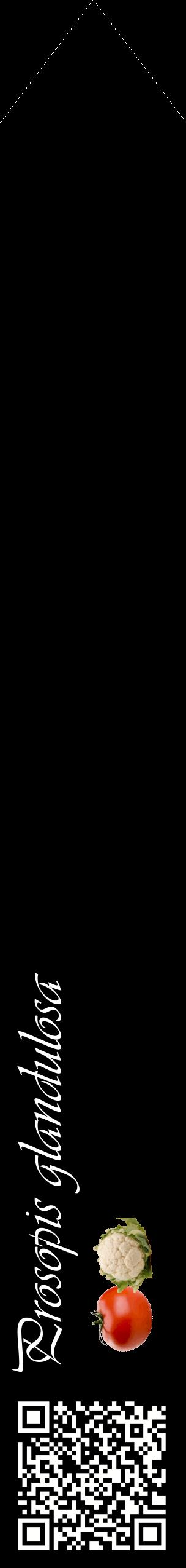 Étiquette de : Prosopis glandulosa - format c - style blanche59_simpleviv avec qrcode et comestibilité simplifiée