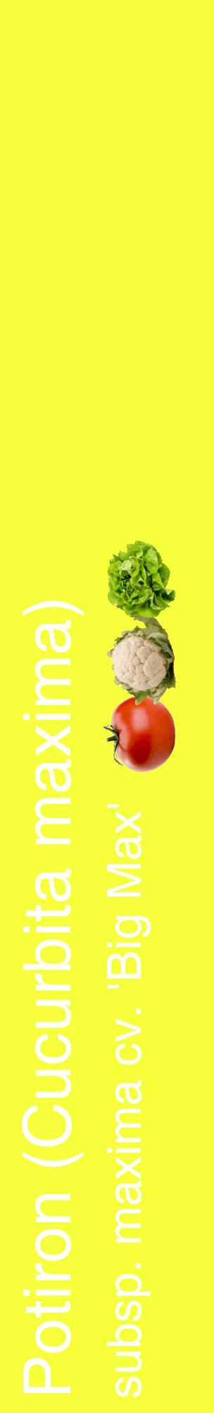 Étiquette de : Cucurbita maxima subsp. maxima cv. 'Big Max' - format c - style blanche18_basiquehel avec comestibilité simplifiée