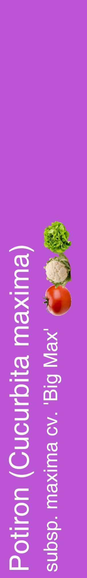 Étiquette de : Cucurbita maxima subsp. maxima cv. 'Big Max' - format c - style blanche50_basiquehel avec comestibilité simplifiée