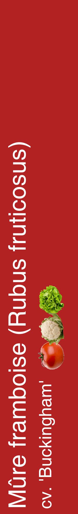 Étiquette de : Rubus fruticosus cv. 'Buckingham' - format c - style blanche28_basiquehel avec comestibilité simplifiée
