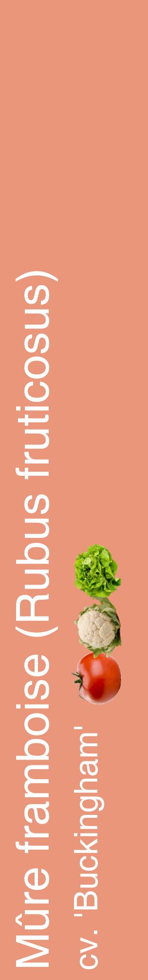 Étiquette de : Rubus fruticosus cv. 'Buckingham' - format c - style blanche37_basiquehel avec comestibilité simplifiée