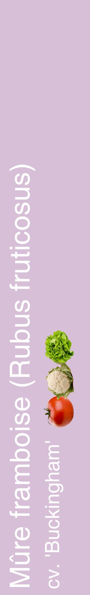 Étiquette de : Rubus fruticosus cv. 'Buckingham' - format c - style blanche54_basiquehel avec comestibilité simplifiée