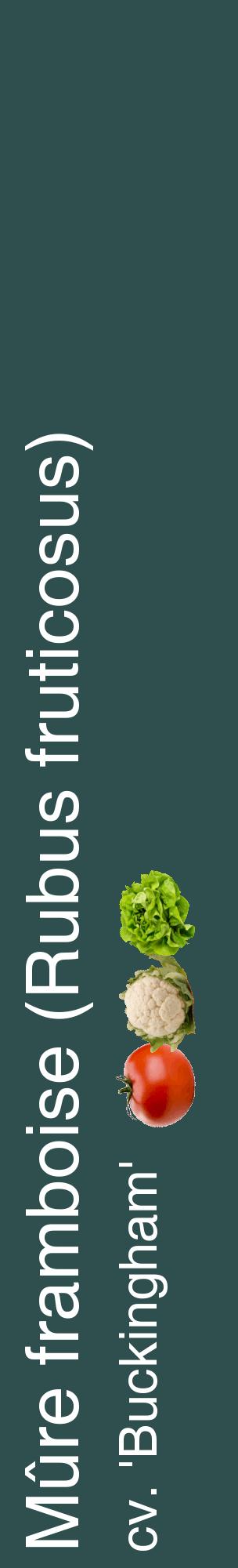 Étiquette de : Rubus fruticosus cv. 'Buckingham' - format c - style blanche58_basiquehel avec comestibilité simplifiée
