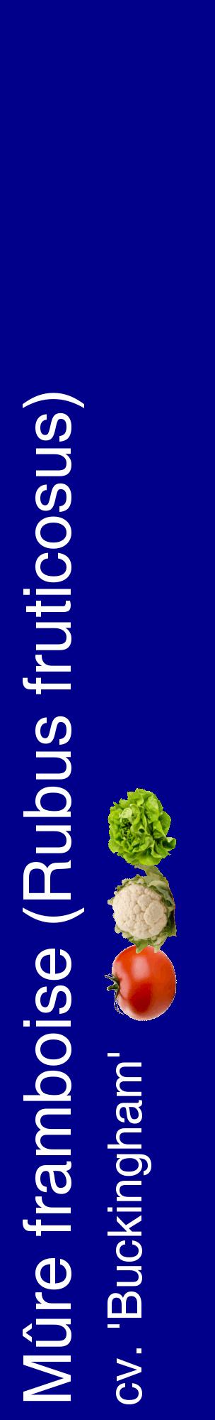 Étiquette de : Rubus fruticosus cv. 'Buckingham' - format c - style blanche7_basiquehel avec comestibilité simplifiée