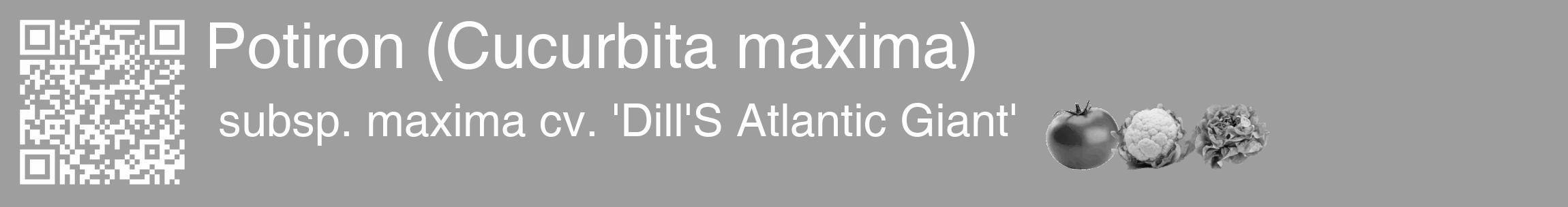Étiquette de : Cucurbita maxima subsp. maxima cv. 'Dill'S Atlantic Giant' - format c - style blanche23_basique_basiquehel avec qrcode et comestibilité simplifiée