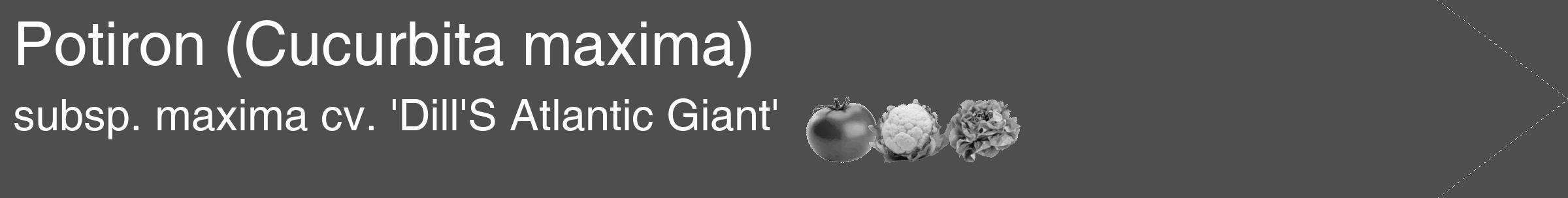 Étiquette de : Cucurbita maxima subsp. maxima cv. 'Dill'S Atlantic Giant' - format c - style blanche33_simple_simplehel avec comestibilité simplifiée