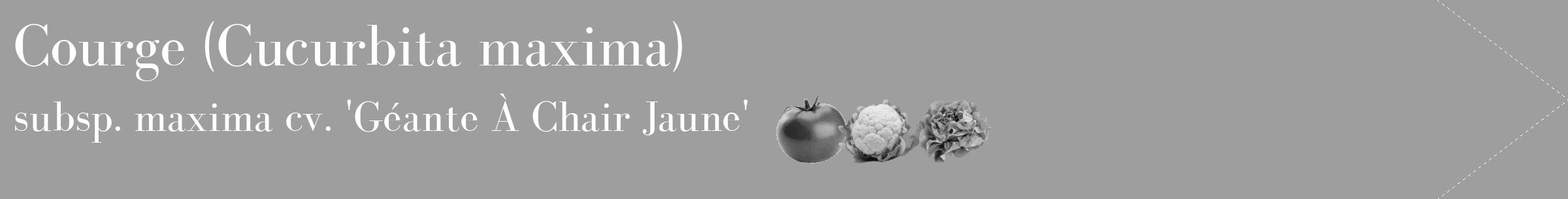 Étiquette de : Cucurbita maxima subsp. maxima cv. 'Géante À Chair Jaune' - format c - style blanche23_simple_simplebod avec comestibilité simplifiée