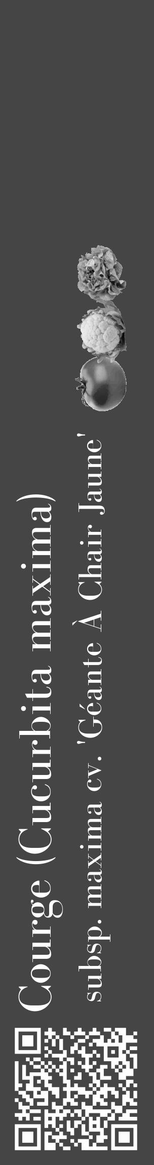 Étiquette de : Cucurbita maxima subsp. maxima cv. 'Géante À Chair Jaune' - format c - style blanche58_basique_basiquebod avec qrcode et comestibilité simplifiée - position verticale