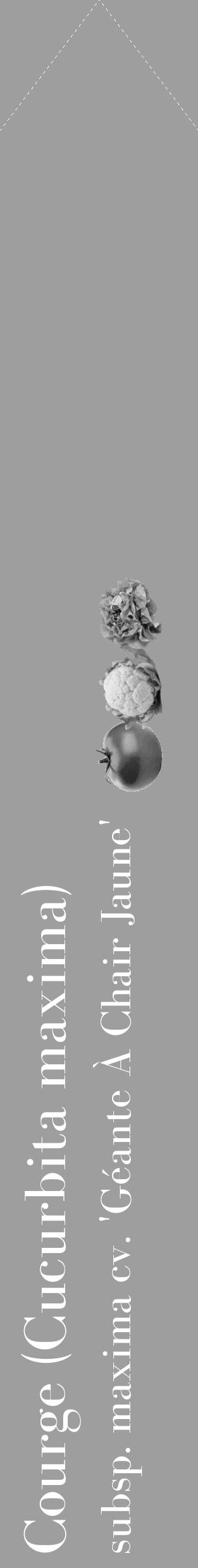 Étiquette de : Cucurbita maxima subsp. maxima cv. 'Géante À Chair Jaune' - format c - style blanche23_simple_simplebod avec comestibilité simplifiée - position verticale