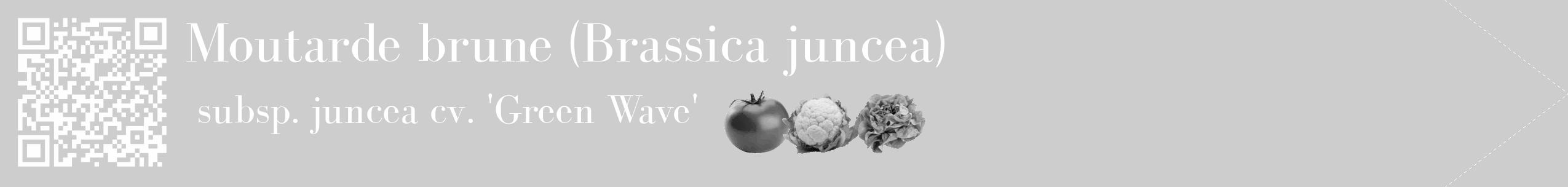 Étiquette de : Brassica juncea subsp. juncea cv. 'Green Wave' - format c - style blanche41_simple_simplebod avec qrcode et comestibilité simplifiée