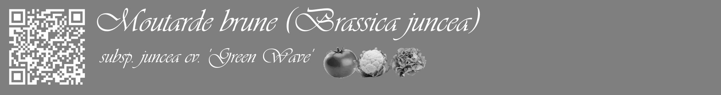 Étiquette de : Brassica juncea subsp. juncea cv. 'Green Wave' - format c - style blanche57basique_basique_basiqueviv avec qrcode et comestibilité simplifiée