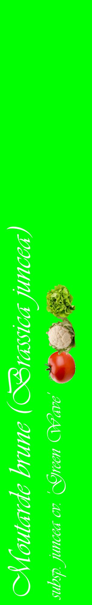 Étiquette de : Brassica juncea subsp. juncea cv. 'Green Wave' - format c - style blanche16_basiqueviv avec comestibilité simplifiée