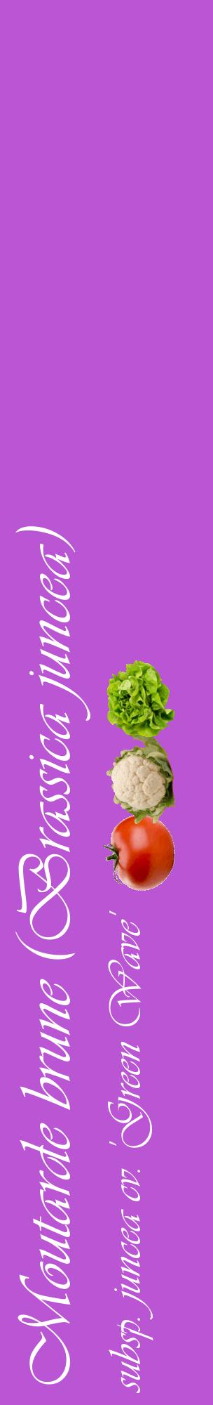 Étiquette de : Brassica juncea subsp. juncea cv. 'Green Wave' - format c - style blanche50_basiqueviv avec comestibilité simplifiée