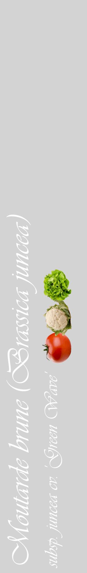 Étiquette de : Brassica juncea subsp. juncea cv. 'Green Wave' - format c - style blanche56_basiqueviv avec comestibilité simplifiée