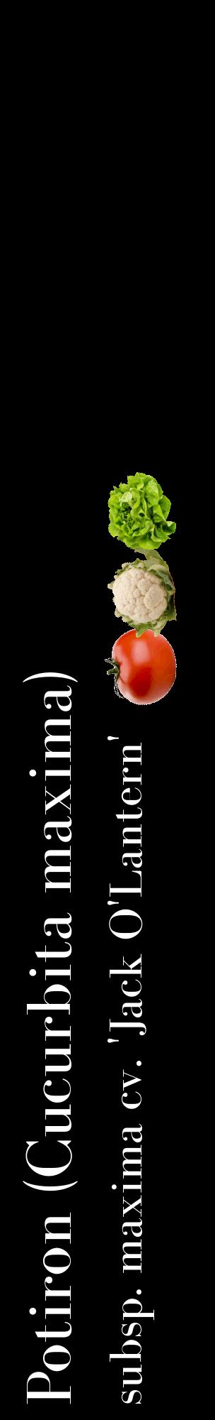 Étiquette de : Cucurbita maxima subsp. maxima cv. 'Jack O'Lantern' - format c - style blanche59_basiquebod avec comestibilité simplifiée