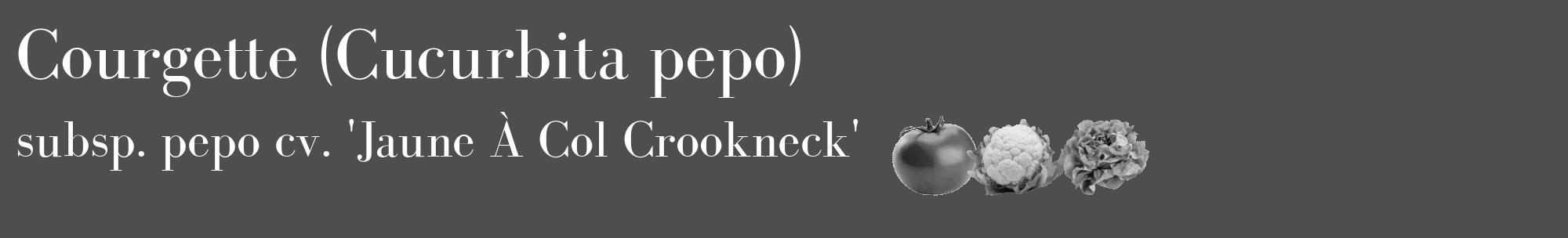 Étiquette de : Cucurbita pepo subsp. pepo cv. 'Jaune À Col Crookneck' - format c - style blanche33_basique_basiquebod avec comestibilité simplifiée