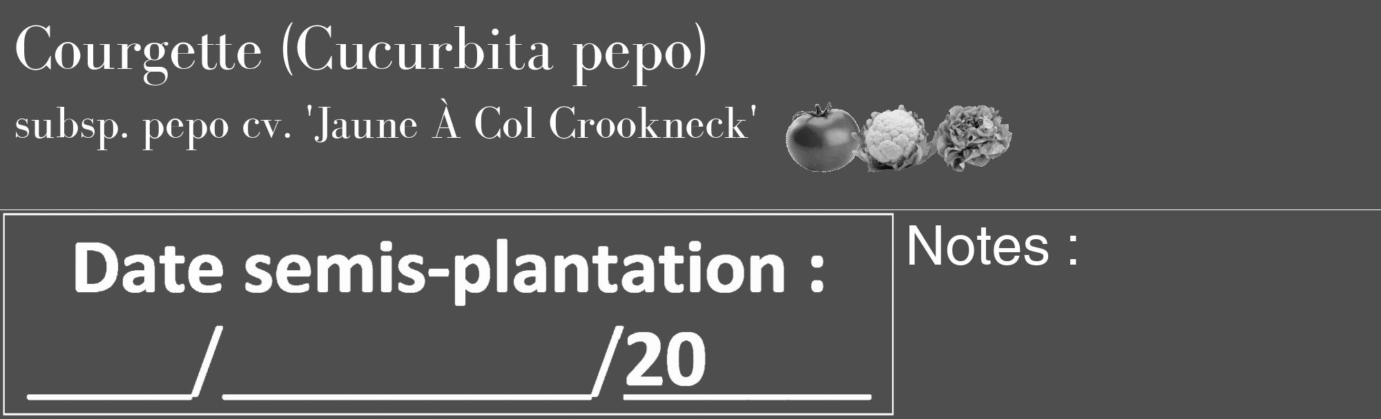 Étiquette de : Cucurbita pepo subsp. pepo cv. 'Jaune À Col Crookneck' - format c - style blanche33_basique_basiquebod avec comestibilité simplifiée