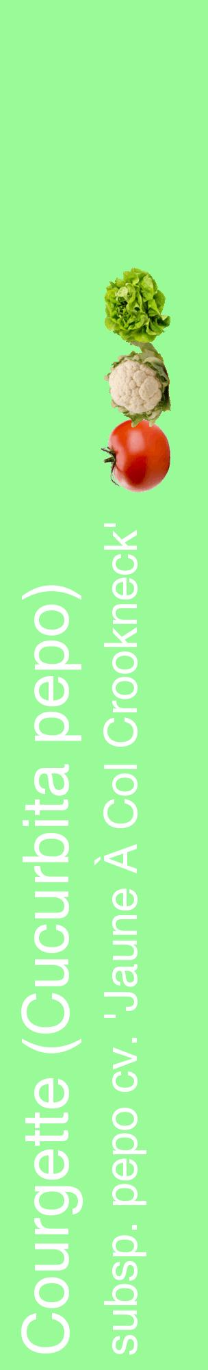 Étiquette de : Cucurbita pepo subsp. pepo cv. 'Jaune À Col Crookneck' - format c - style blanche14_basiquehel avec comestibilité simplifiée