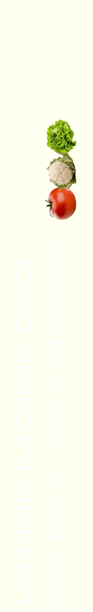 Étiquette de : Cucurbita pepo subsp. pepo cv. 'Jaune À Col Crookneck' - format c - style blanche19_basiquehel avec comestibilité simplifiée