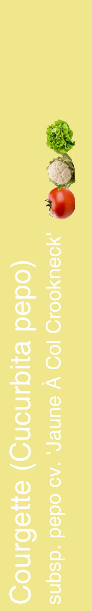 Étiquette de : Cucurbita pepo subsp. pepo cv. 'Jaune À Col Crookneck' - format c - style blanche20_basiquehel avec comestibilité simplifiée
