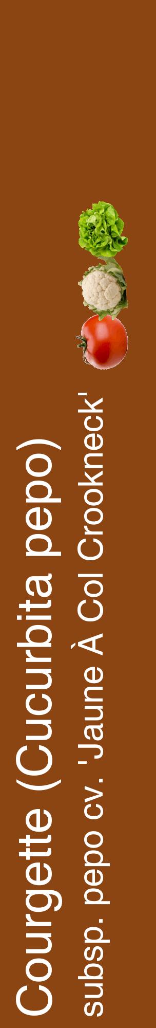 Étiquette de : Cucurbita pepo subsp. pepo cv. 'Jaune À Col Crookneck' - format c - style blanche30_basiquehel avec comestibilité simplifiée