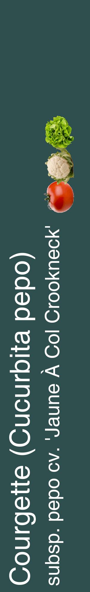 Étiquette de : Cucurbita pepo subsp. pepo cv. 'Jaune À Col Crookneck' - format c - style blanche58_basiquehel avec comestibilité simplifiée