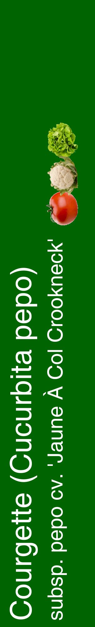Étiquette de : Cucurbita pepo subsp. pepo cv. 'Jaune À Col Crookneck' - format c - style blanche8_basiquehel avec comestibilité simplifiée
