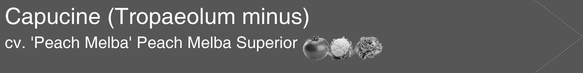 Étiquette de : Tropaeolum minus cv. 'Peach Melba' - format c - style blanche45simple_simple_simplehel avec comestibilité simplifiée