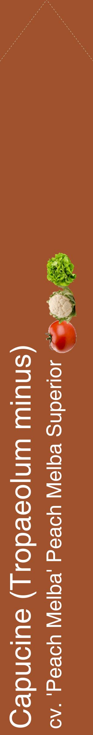 Étiquette de : Tropaeolum minus cv. 'Peach Melba' - format c - style blanche32_simplehel avec comestibilité simplifiée