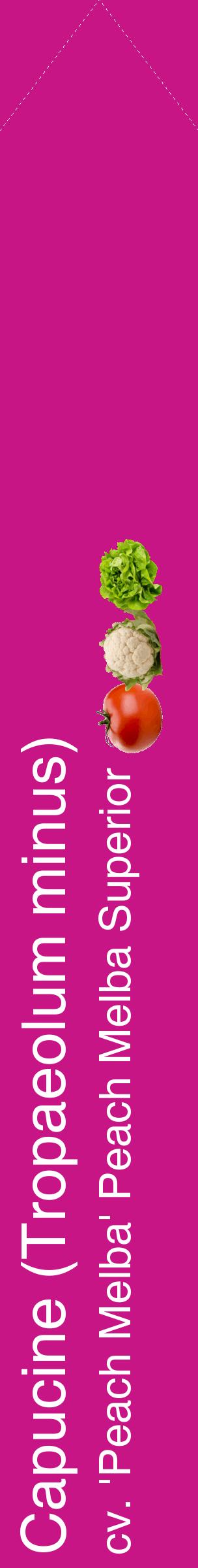 Étiquette de : Tropaeolum minus cv. 'Peach Melba' - format c - style blanche45_simplehel avec comestibilité simplifiée
