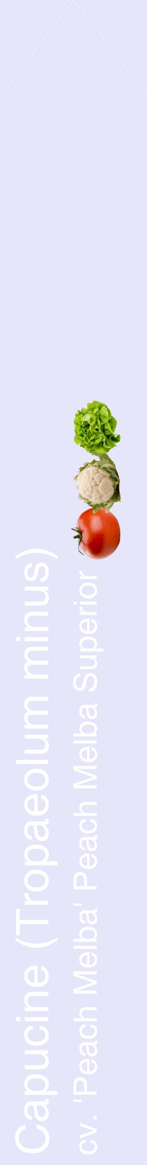 Étiquette de : Tropaeolum minus cv. 'Peach Melba' - format c - style blanche55_simplehel avec comestibilité simplifiée