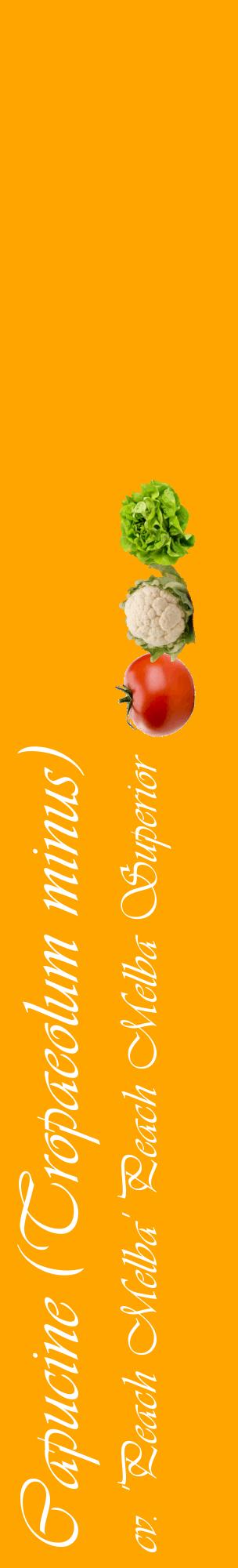 Étiquette de : Tropaeolum minus cv. 'Peach Melba' - format c - style blanche22_basiqueviv avec comestibilité simplifiée