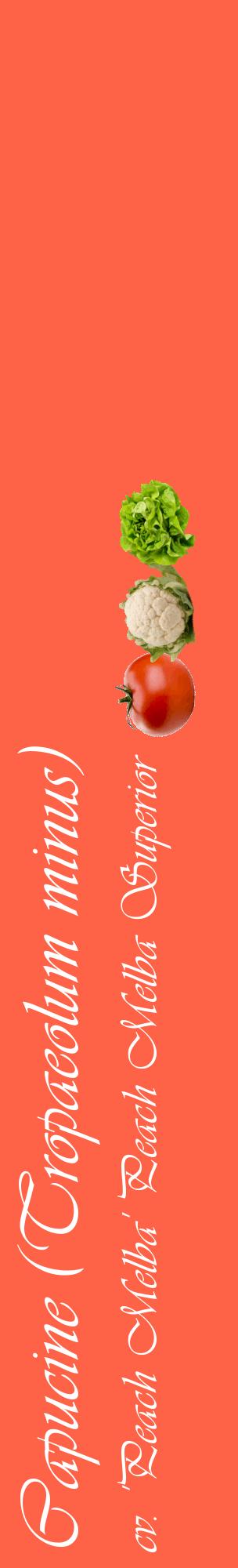 Étiquette de : Tropaeolum minus cv. 'Peach Melba' - format c - style blanche25_basiqueviv avec comestibilité simplifiée