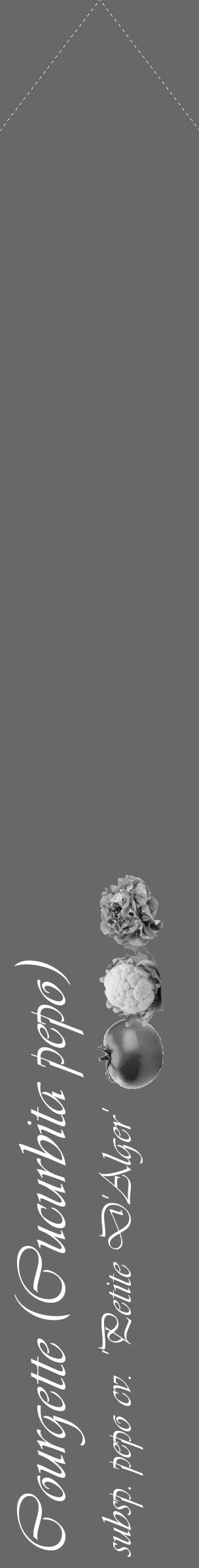 Étiquette de : Cucurbita pepo subsp. pepo cv. 'Petite D'Alger' - format c - style blanche43_simple_simpleviv avec comestibilité simplifiée - position verticale