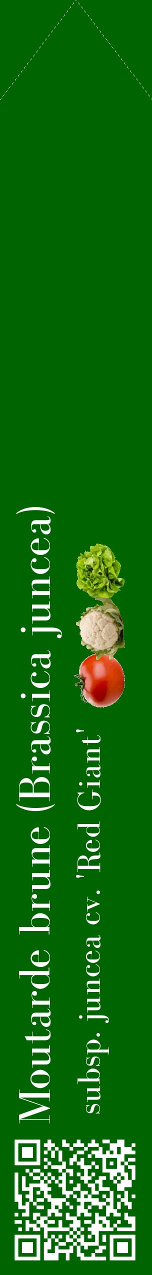 Étiquette de : Brassica juncea subsp. juncea cv. 'Red Giant' - format c - style blanche8_simplebod avec qrcode et comestibilité simplifiée