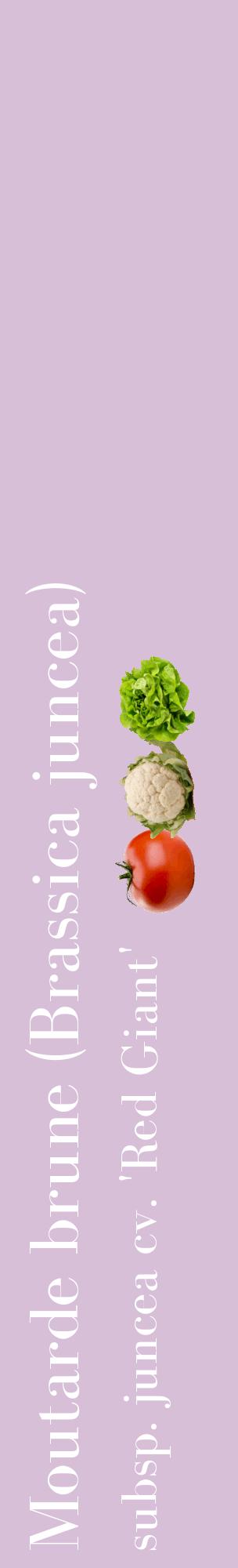 Étiquette de : Brassica juncea subsp. juncea cv. 'Red Giant' - format c - style blanche54_basiquebod avec comestibilité simplifiée