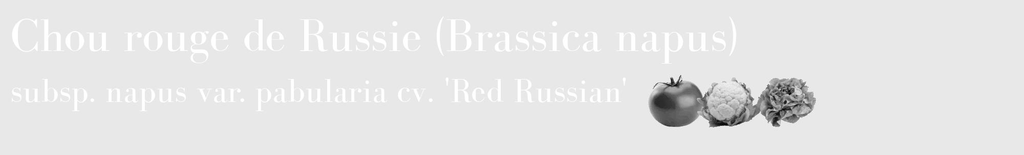 Étiquette de : Brassica napus subsp. napus var. pabularia cv. 'Red Russian' - format c - style blanche55_basique_basiquebod avec comestibilité simplifiée