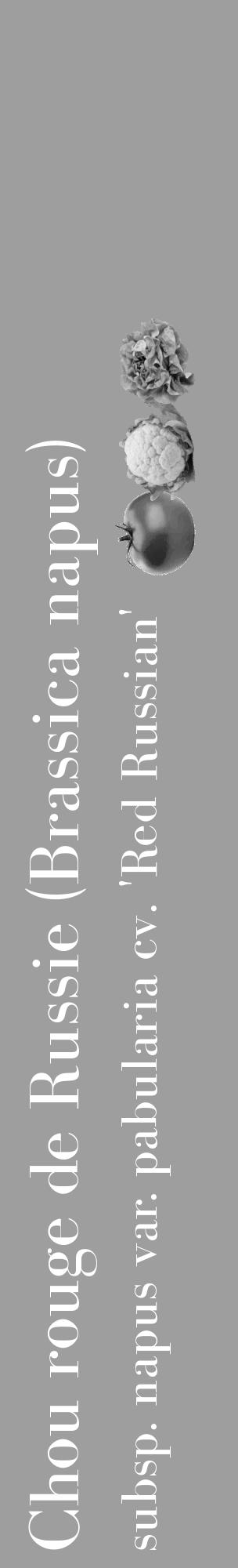 Étiquette de : Brassica napus subsp. napus var. pabularia cv. 'Red Russian' - format c - style blanche42_basique_basiquebod avec comestibilité simplifiée - position verticale